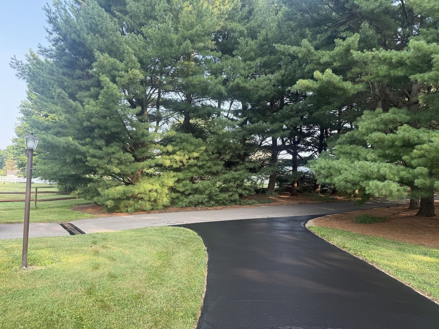 New black asphalt driveway curving between pine trees